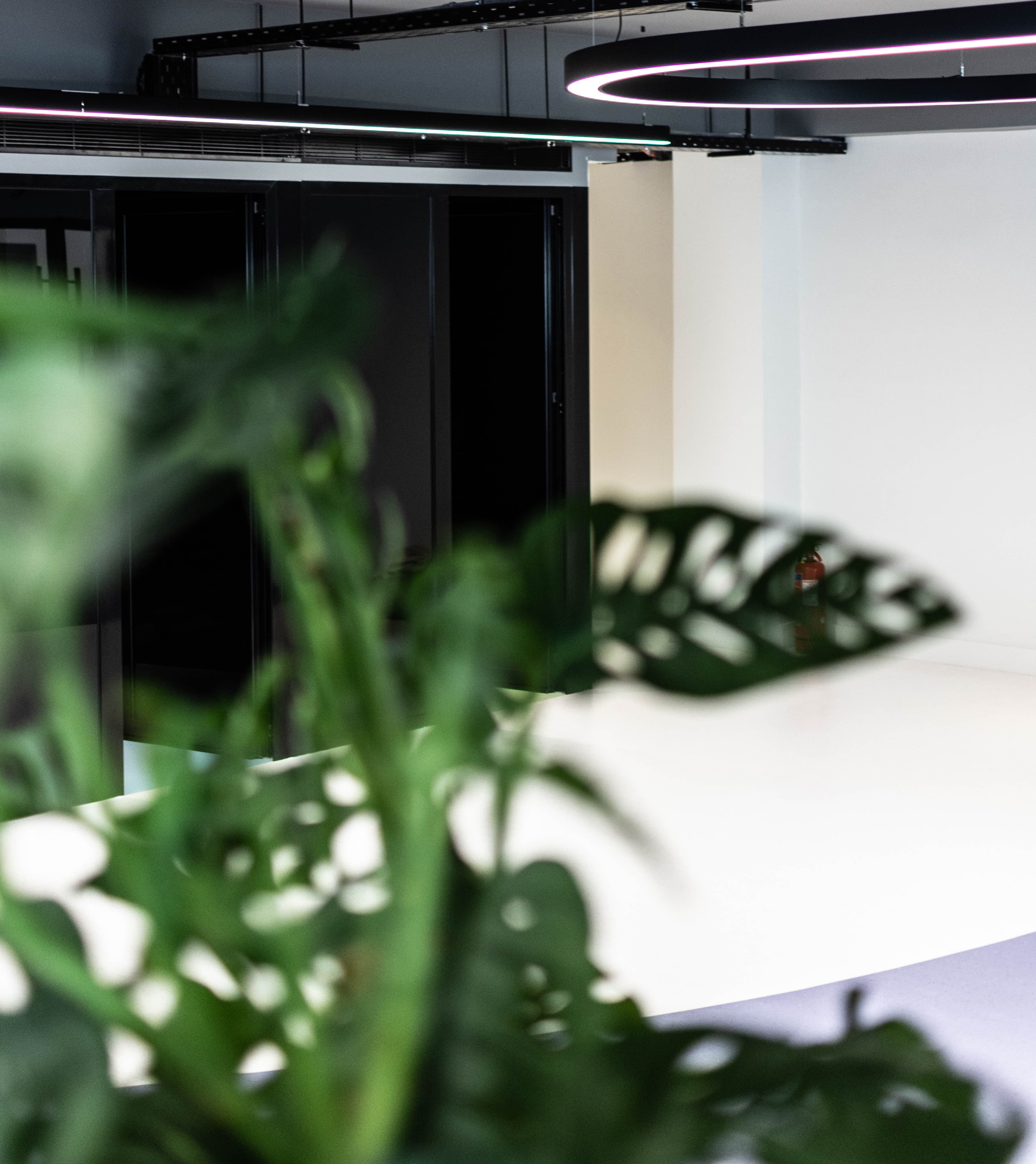 A close-up of ATCOM office greenery