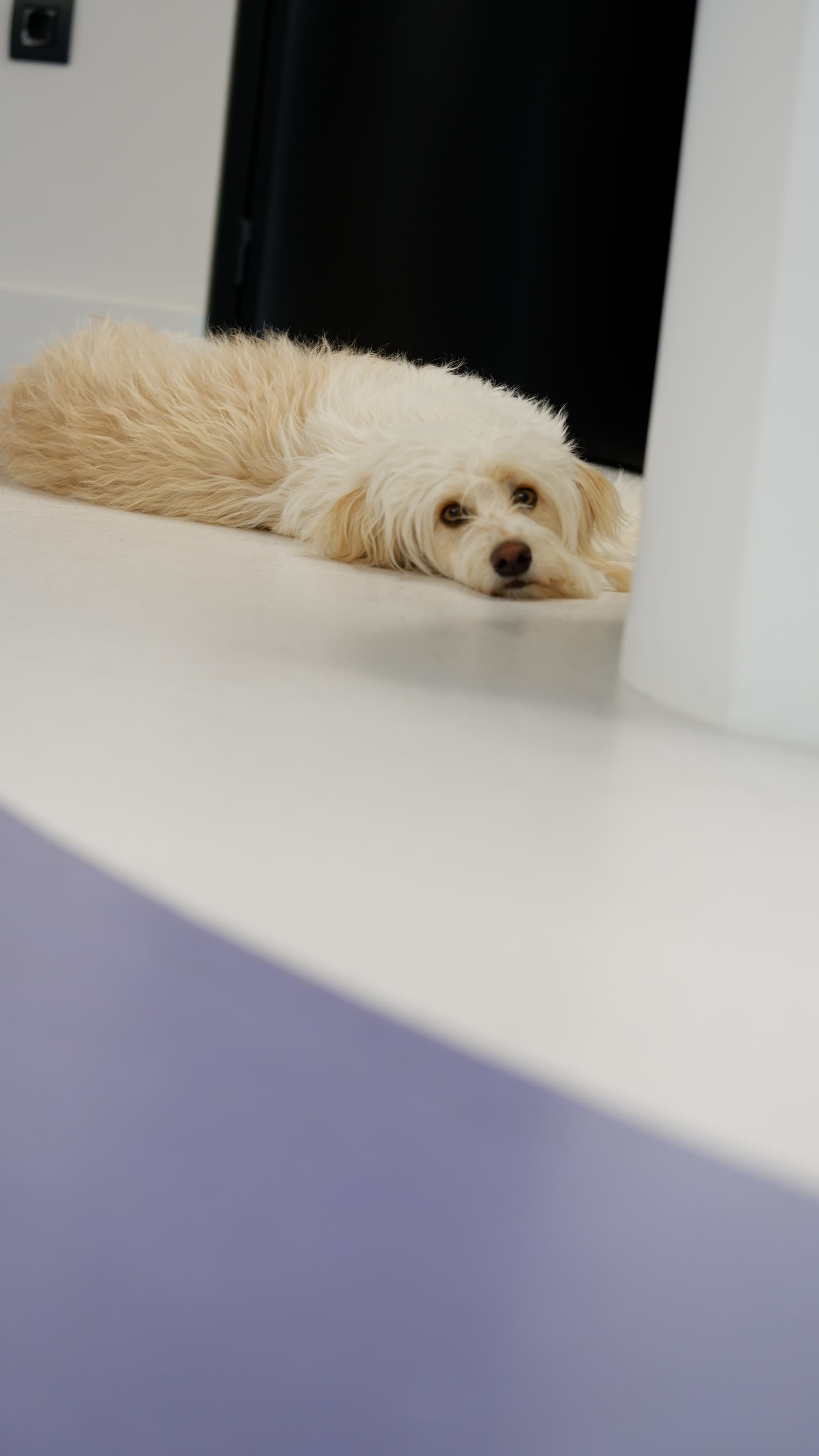 Toufa, a fluffy white dog, lying on a desk